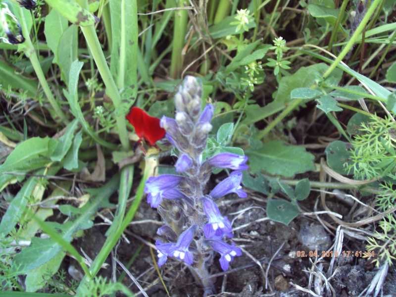 Orobanche ramosa s.l.